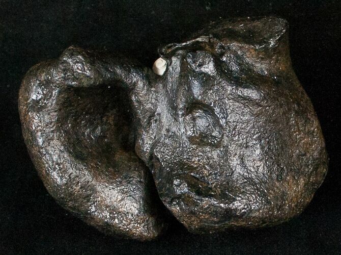 Fossil Manatee Ear Bone - Florida #16176